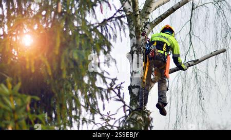 Woodcutter in uniform climbing and working on heights, process of tree ...
