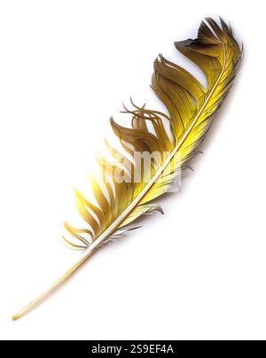 Feather isolated on white background Stock Photo