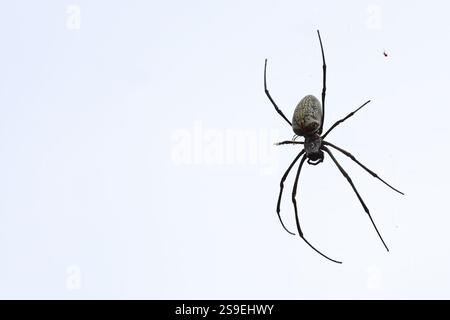 A black and white spider is calmly sitting on a smooth, white surface, showcasing its intricate features in a peaceful setting Stock Photo