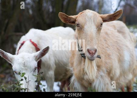 Two goats are standing closely next to each other Stock Photo