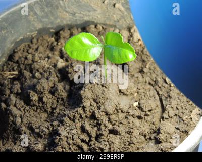 mandarin tree sprout at the stage of the first two leaves under artificial light of a table lamp, close-up, growing a citrus tree from a seed in a pot Stock Photo