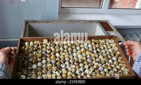 male hands hold a tray filled with quail eggs and lower them into a home incubator standing in a room by the window, laying fertilized eggs Stock Photo