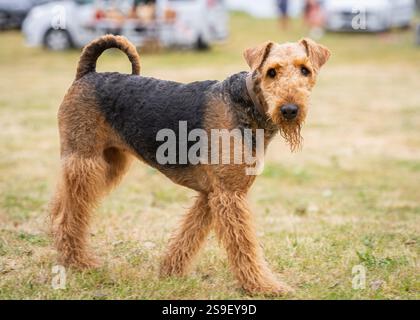 Airedale Terrier standing on grass. A profile view of a black and tan Airedale Terrier dog walking on the grass. It is known as the king of terriers. Stock Photo