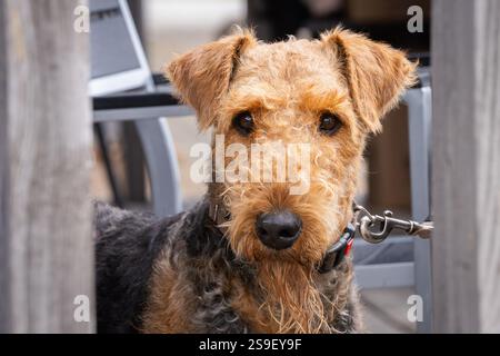 Head shot portrait of Airedale Terrier dog. Airedale terrier dog portrait outdoors in summer. Stock Photo