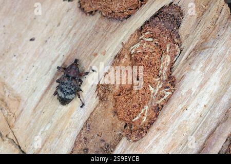 European silver fir weevil (Pissodes piceae). A beetle removed from under the bark of a fir tree with a feeding habitat. Stock Photo