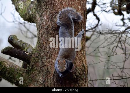 Squirrel on a tree looking straight at the camera - Cornwall, UK Stock Photo