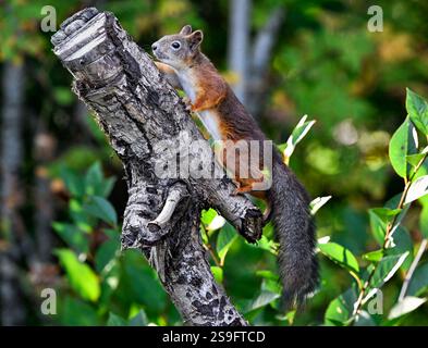 Red squirrel climb upwards Stock Photo