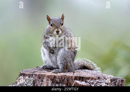 Eastern gray squirrel Stock Photo