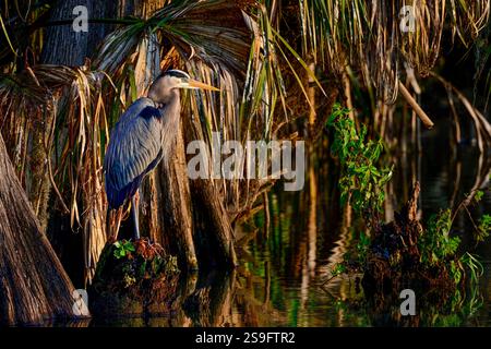 Great Blue Heron in the habitat. Stock Photo