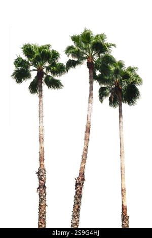 Collage of beautiful palm leaves isolated on white Stock Photo - Alamy