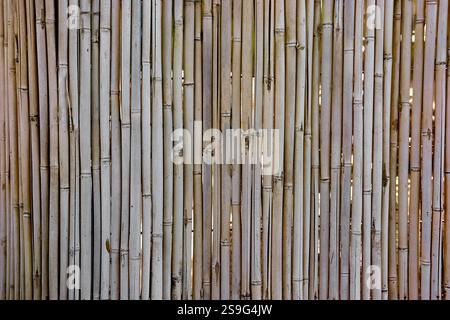 Background of dry bamboo arranged vertically Stock Photo