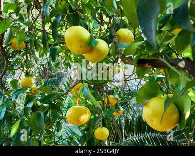Lush Citrus Tree Laden With Ripe Grapefruit Under a Clear Blue Sky Stock Photo