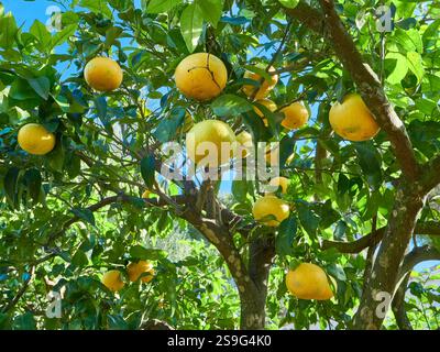 Lush Citrus Tree Laden With Ripe Grapefruit Under a Clear Blue Sky Stock Photo