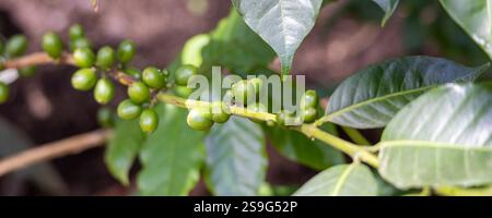 Background with closeup of immature coffee beans on coffee plant Stock Photo