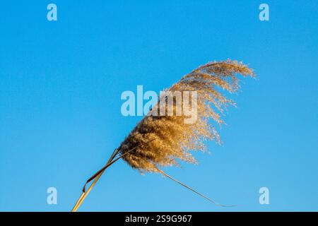 Yellow dry reeds on blue sky background in nature. Stock Photo