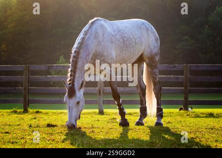 A pale or white horse poses while feeding on short grass in early morning golden hour light. His tail is beautifully backlit by the sun. Fence in back Stock Photo