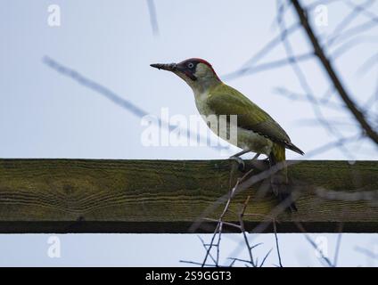 A colourful Green Woodpecker (Picus viridis) perched on a post and rail fence . Suffolk, UK Stock Photo