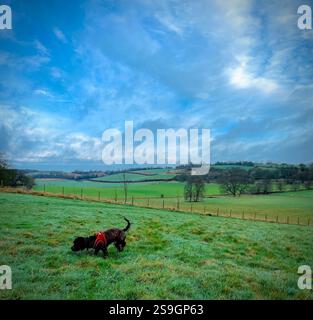 Dog walk in a field Stock Photo