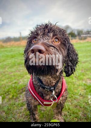 Wet dog on a walk Stock Photo
