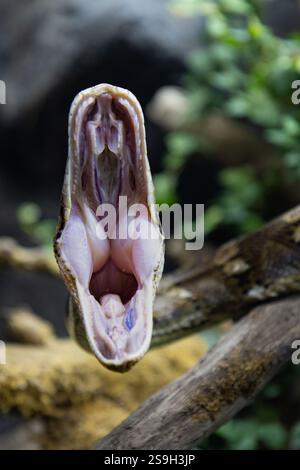 Reticulated python (Malayopython reticulatus) snake sometimes known as Royal Python or Ball Python.Photo of reticulated python head in full face Stock Photo
