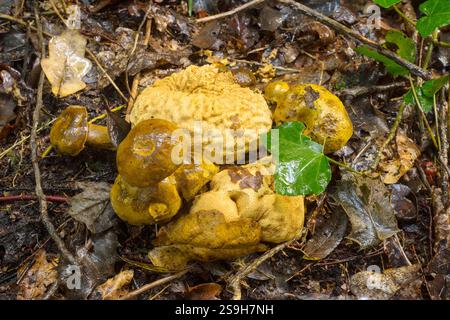 Parasitic bolete mushrooms (Pseudoboletus parasiticus) on Common earthball fungus (Scleroderma citrinum) in woodland in southern england Stock Photo
