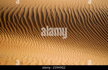 Golden sand dunes in a sunlit desert, showcasing intricate ripple patterns formed by wind. Stock Photo