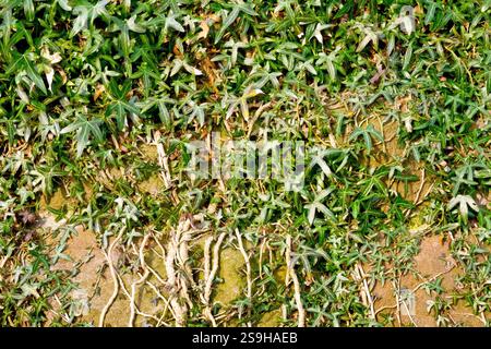 Ivy (hedera helix), close up showing the stems, branches and leaves of the climbing plant growing up a large, old, moss covered wall. Stock Photo