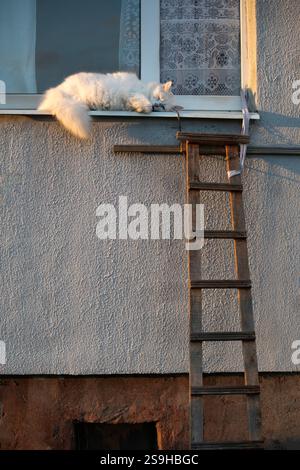 A white cat is dreaming on the windowsill at sunset, Kaliningrad region, Russia Stock Photo