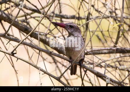 Brown-hoodedor Brown-headed Kingfisher (Halcyon albiventris) perched in tree in riverine woodland, Swellendam, South Africa Stock Photo