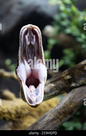 Reticulated python (Malayopython reticulatus) snake sometimes known as Royal Python or Ball Python.Photo of reticulated python head in full face Stock Photo