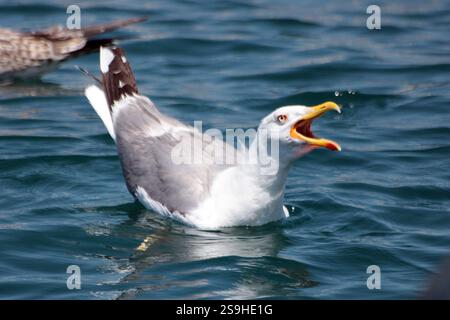 Screaming seagull by the Dalmatian coast Stock Photo