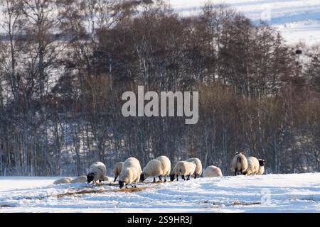 A Sunny Winter Landscape with a Flock of Blackface Sheep Foraging in a Snow Covered Field Stock Photo