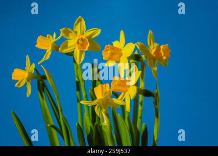 Yellow Spring Flowers, Narcissus with copy space for Text or design. Happy Easter concept on Blue Background. Stock Photo