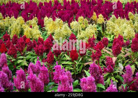 photo of plumed cockscomb in the garden Stock Photo - Alamy