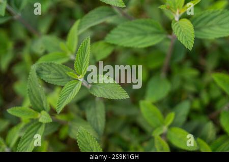 Different types of Bangladeshi vegetables Stock Photo