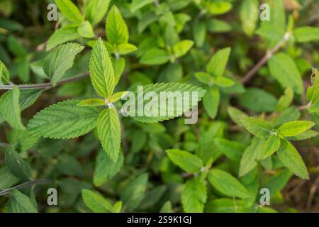 Different types of Bangladeshi vegetables Stock Photo