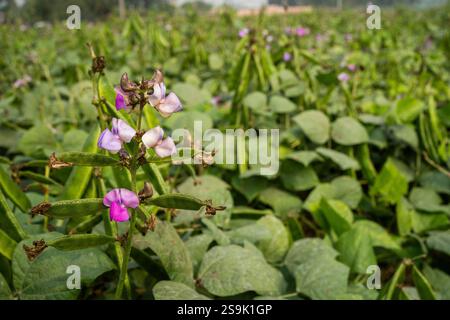 Different types of Bangladeshi vegetables Stock Photo