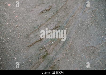 Tire tracks imprinted on a wet, muddy surface. Stock Photo