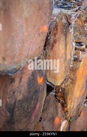 Close up of log trunks pile. Sawn and marked trees from the forest  Stock Photo