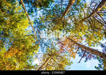 crowns of pine trees seen from below and blue sky above,Varna Bulgaria Stock Photo