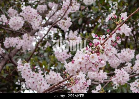 Pink cherry blossom tree flowers and branches closeup. Photo taken in Jinhae, South Korea Stock Photo