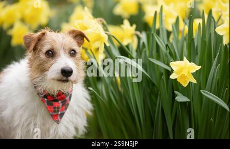 Happy cute smiling pet dog face next to daffodil flowers in spring. Easter banner. Stock Photo