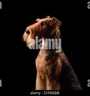 Studio portrait of elegant airedale terrier dog on a black background Stock Photo