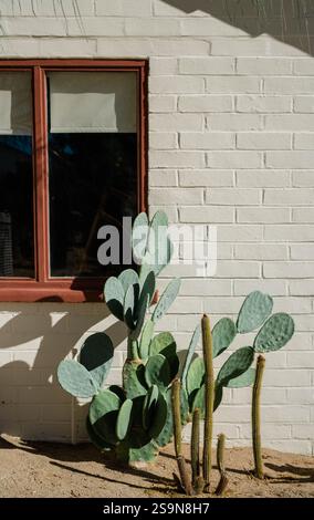 Cactus Against a Sunlit Wall Stock Photo