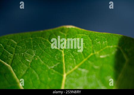 closeup of bright green leaf with deep blue background Stock Photo