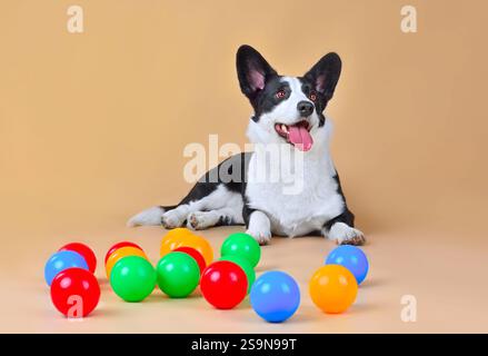 Cute Welsh Corgi Cardigan playing with colored balls on yellow background Stock Photo