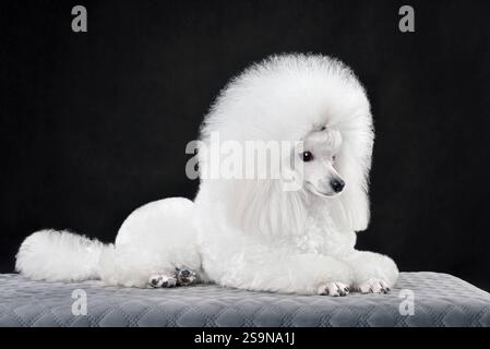 Beautiful lying white toy poodle in continental clip on black background Stock Photo