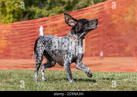German Shorthaired Pointer Running Lure Course Sprint Dog Sport Stock Photo