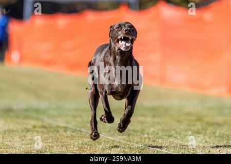 German Shorthaired Pointer Running Lure Course Sprint Dog Sport Stock Photo