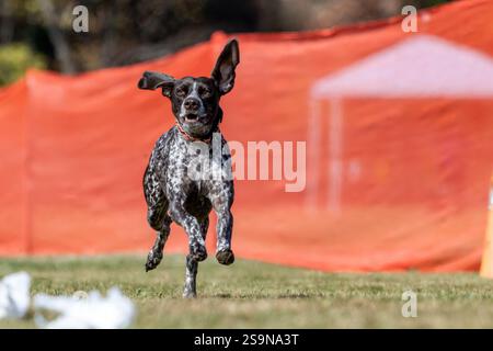 German Shorthaired Pointer Running Lure Course Sprint Dog Sport Stock Photo